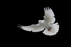 Allontanamento piccioni economico Roma